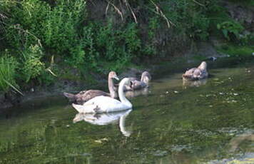 Cygne tuberculé