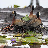 Dendrocygne veuf