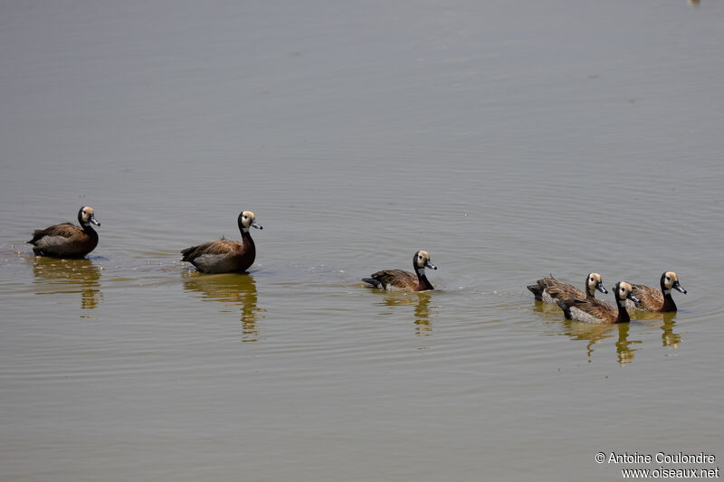 Dendrocygne veuf