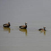 White-faced Whistling Duck