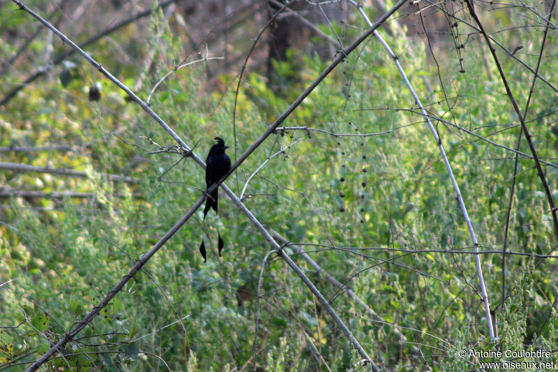 Drongo à raquettesadulte