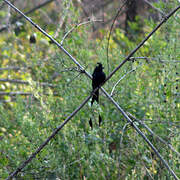 Drongo à raquettes