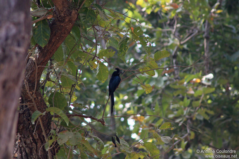 Greater Racket-tailed Drongoadult