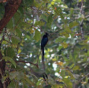 Drongo à raquettes