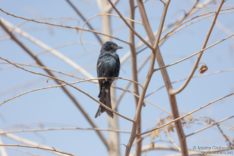 Fork-tailed Drongoadult