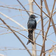 Fork-tailed Drongo