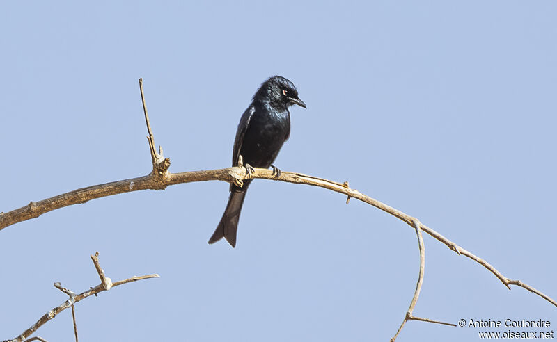 Fork-tailed Drongoadult