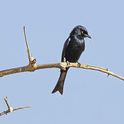 Fork-tailed Drongo