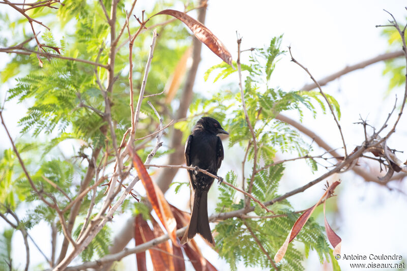 Drongo brillantadulte