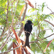 Fork-tailed Drongo