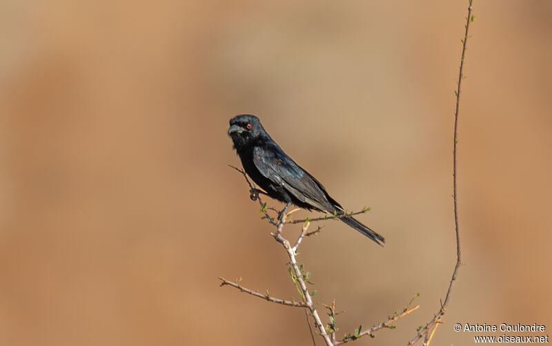 Fork-tailed Drongoadult