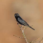 Fork-tailed Drongo