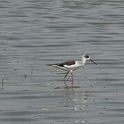 Black-winged Stilt