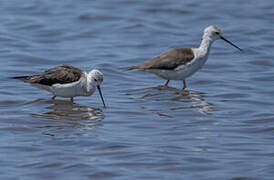 Black-winged Stilt