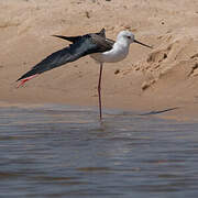 Black-winged Stilt