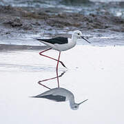 Black-winged Stilt