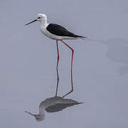 Black-winged Stilt