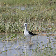 Black-winged Stilt