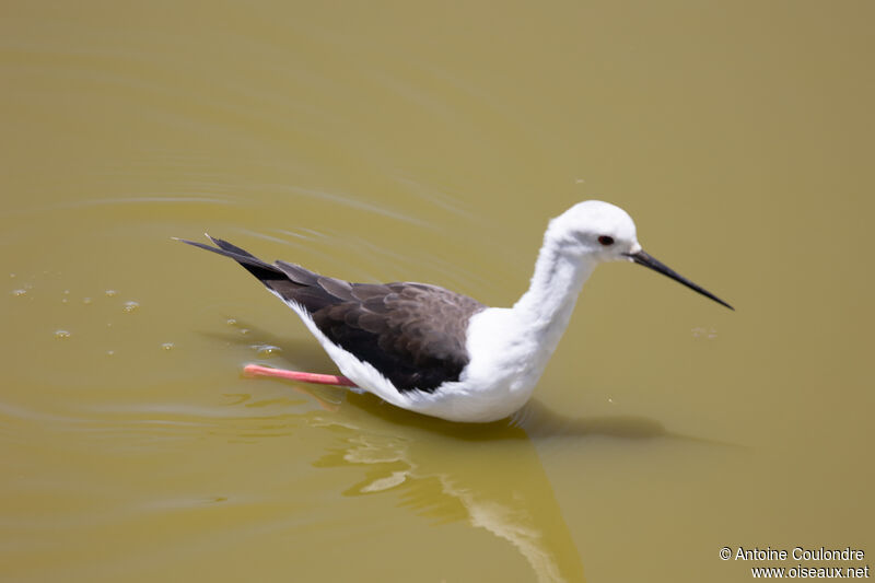 Échasse blancheadulte, pêche/chasse