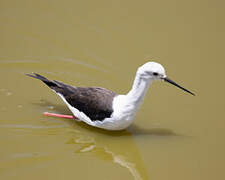 Black-winged Stilt