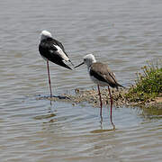 Black-winged Stilt