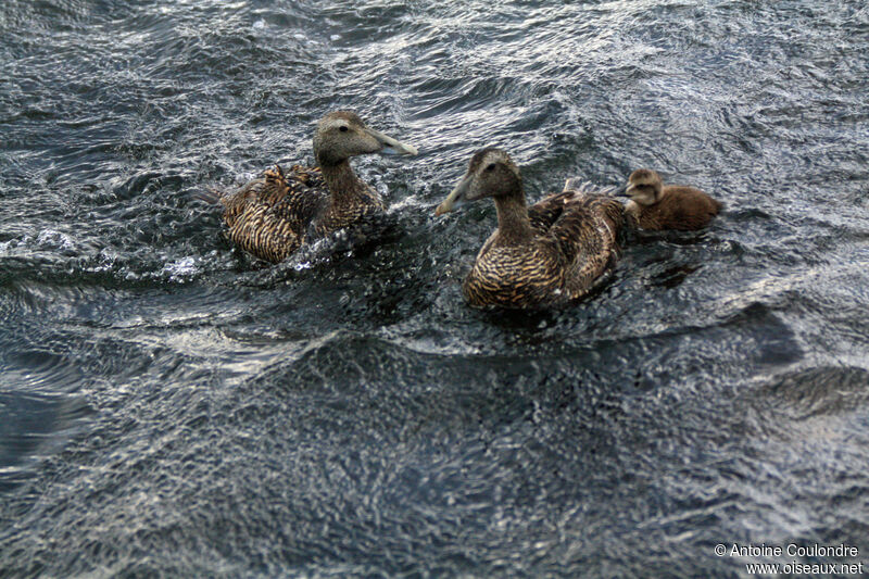 Common Eider