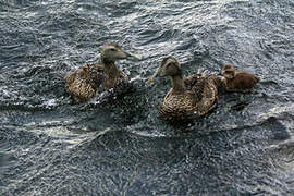 Common Eider