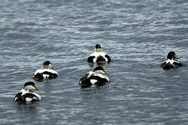 Common Eider