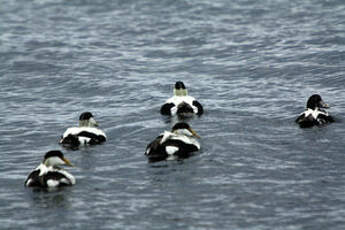 Eider à duvet