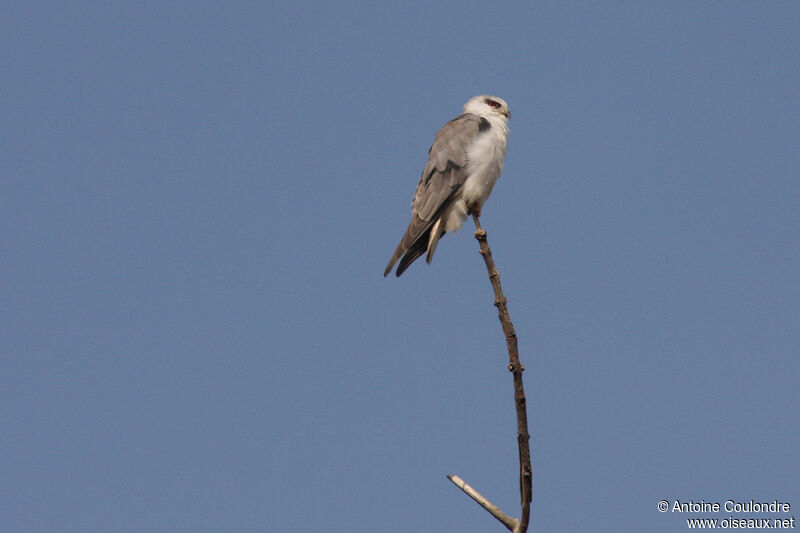 Black-winged Kiteadult