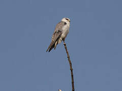 Black-winged Kite