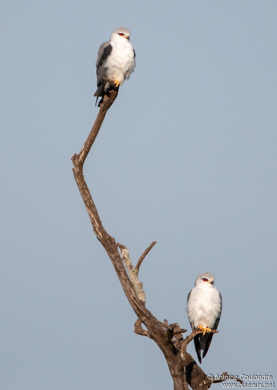 Black-winged Kiteadult