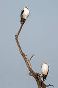 Black-winged Kite