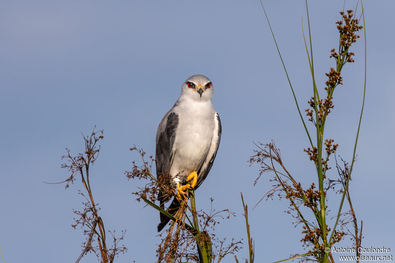 Black-winged Kiteadult