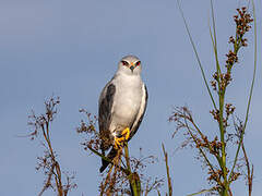 Black-winged Kite