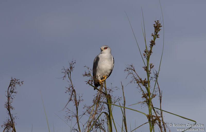 Black-winged Kiteadult