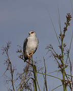 Black-winged Kite