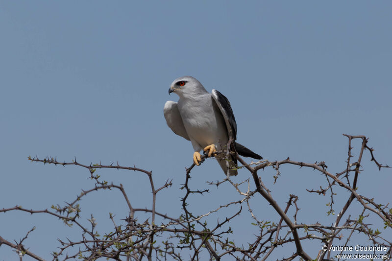 Black-winged Kiteadult