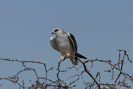 Black-winged Kite