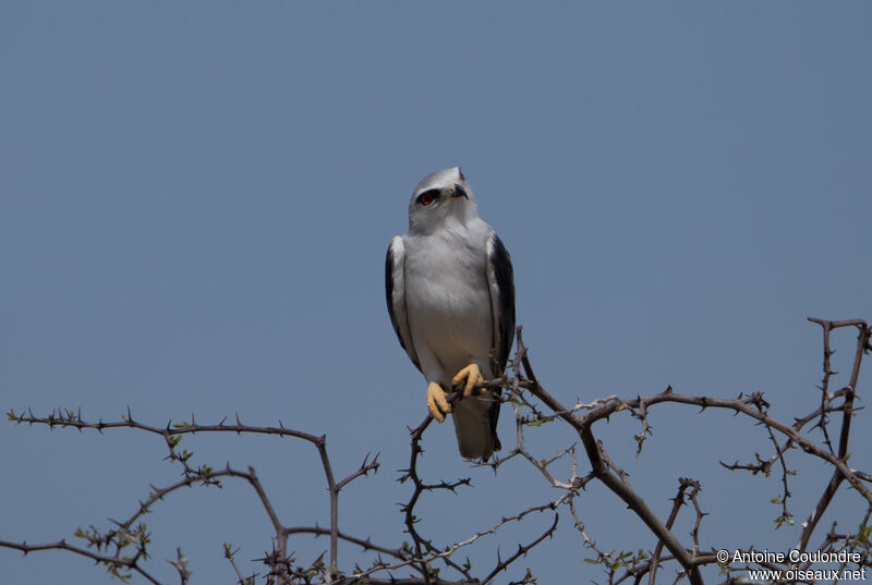 Black-winged Kite