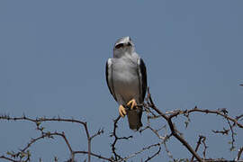 Black-winged Kite