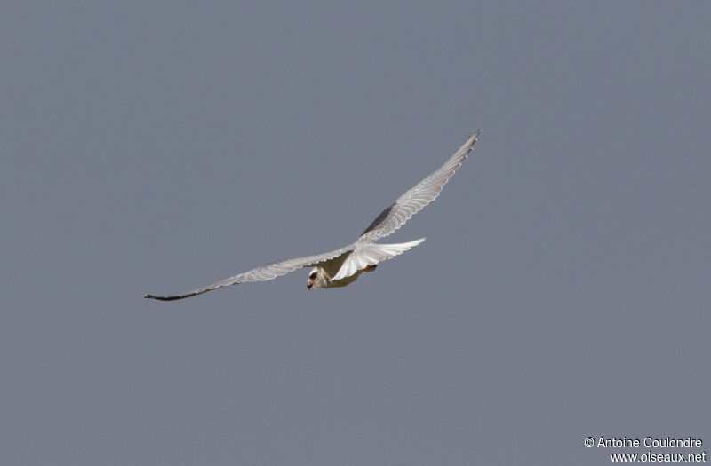 Black-winged Kiteadult, Flight