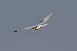 Black-winged Kite