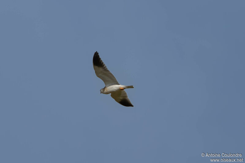 Black-winged Kite