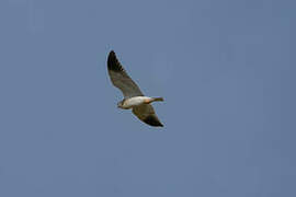 Black-winged Kite