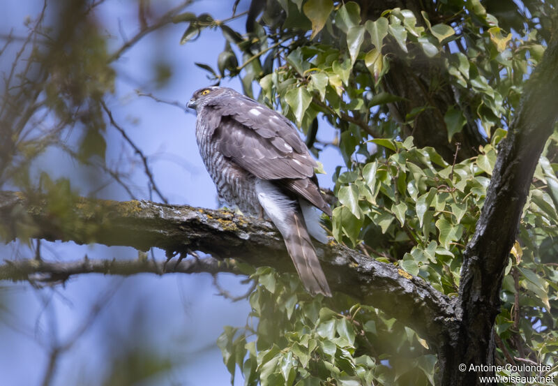 Eurasian Sparrowhawk female adult