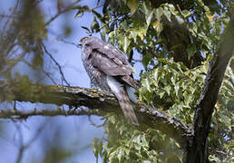 Eurasian Sparrowhawk