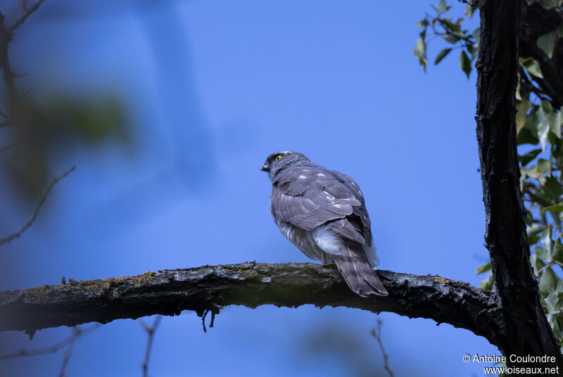 Eurasian Sparrowhawk female adult