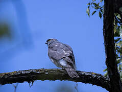 Eurasian Sparrowhawk