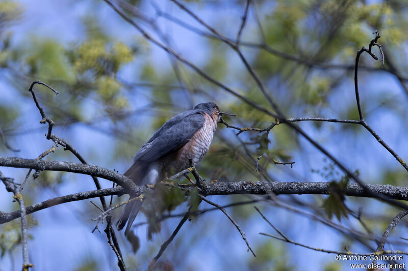 Eurasian Sparrowhawk male adult, Reproduction-nesting